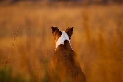 White and brown short hair dogs
